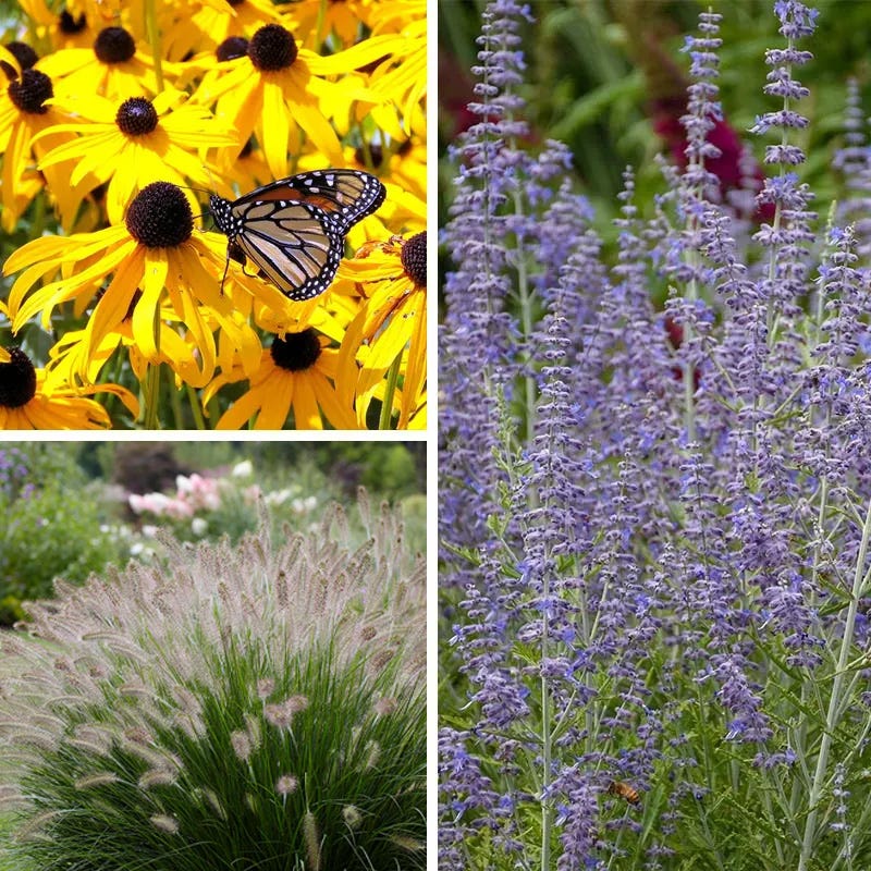 Deer Resistant Curb Appeal Plant Collection