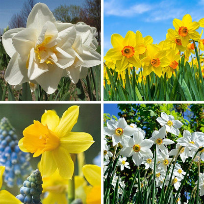 Deer Resistant Daffodil Bulb Collection