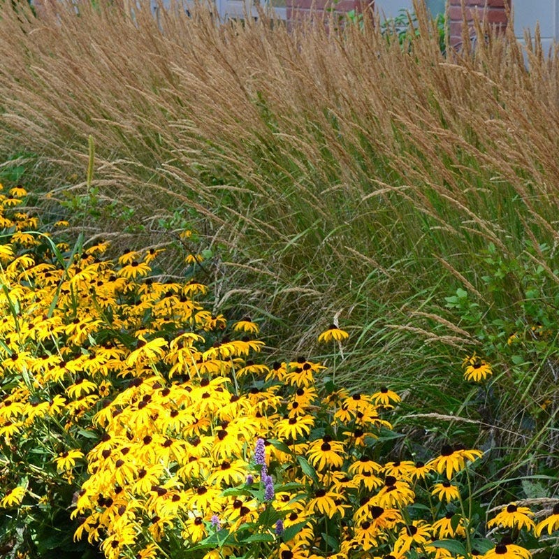 Deer Resistant Pre-Planned Garden