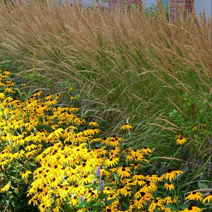 Deer Resistant Pre-Planned Garden