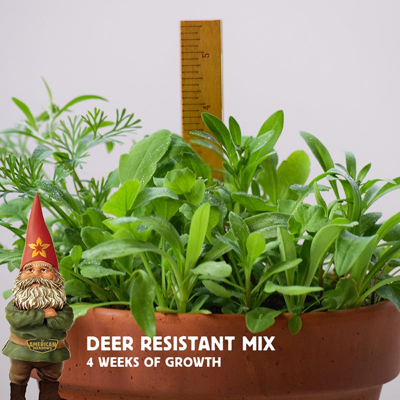 deer resistant wildflower seed mix Deer Resistant Wildflower Seed Mix
