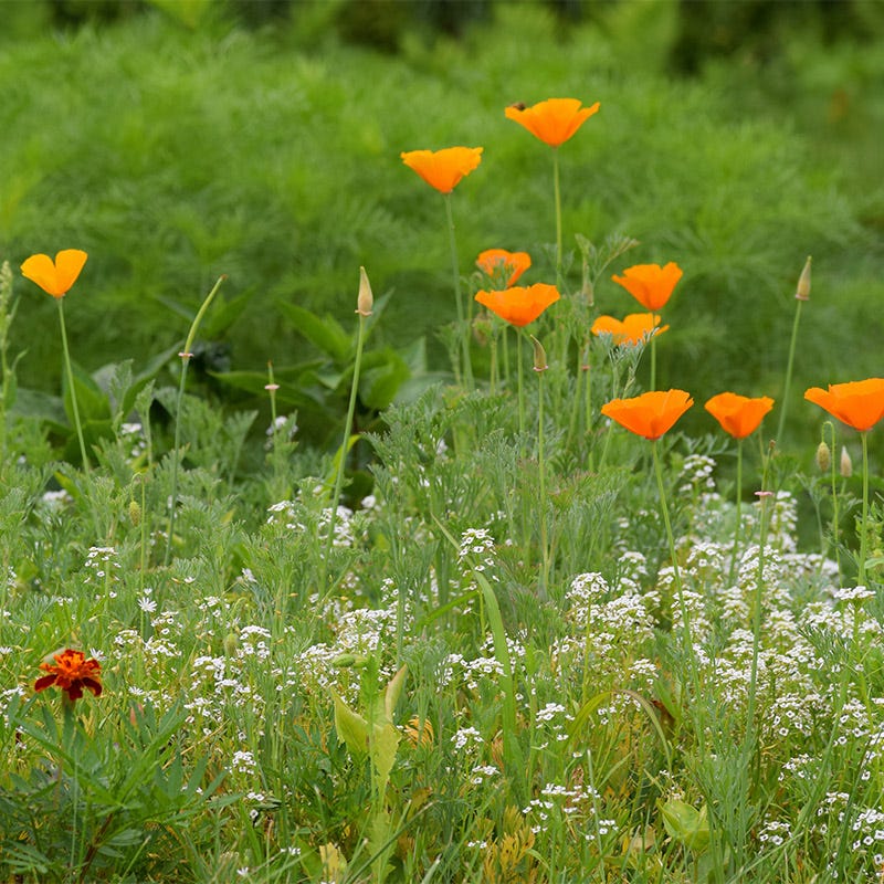 Deer Resistant Wildflower Seed Mix
