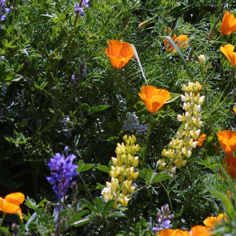 Deer Resistant Wildflower Seed Mix