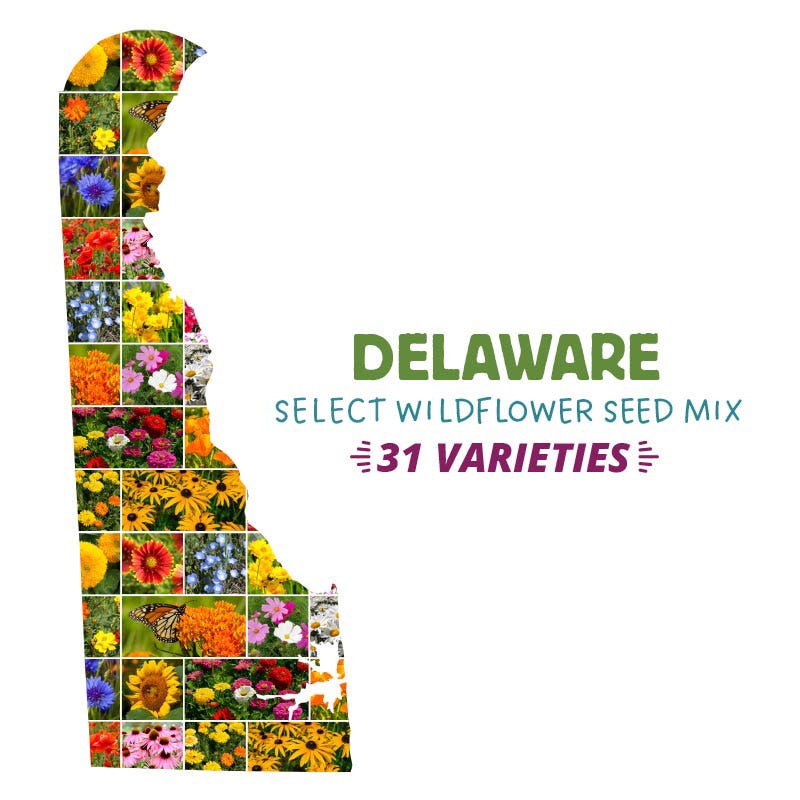 Delaware Select Wildflower Seed Mix