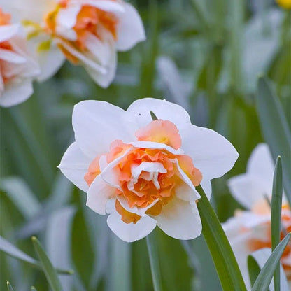 Strawberries & Cream Daffodil Collection