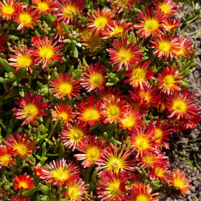 Fire Wonder Ice Plant