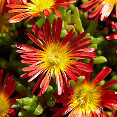 Fire Wonder Ice Plant