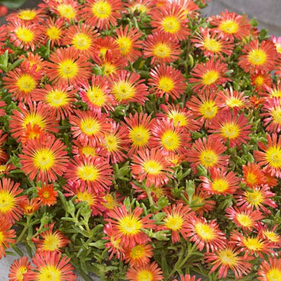Fire Wonder Ice Plant