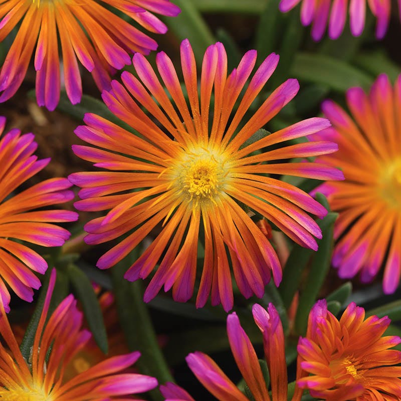 Ocean Sunset Orange Glow Ice Plant
