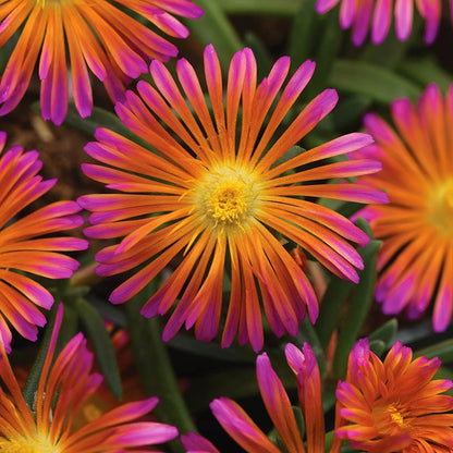 Ocean Sunset™ Orange Glow Ice Plant
