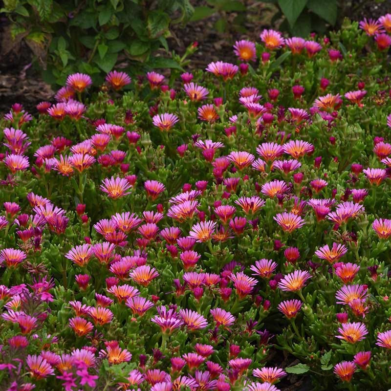 Ocean Sunset Orange Glow Ice Plant - Thumbnail 2