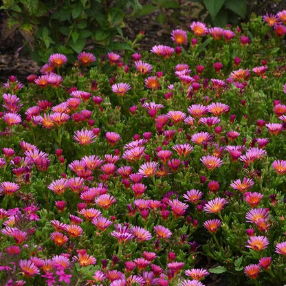 Ocean Sunset™ Orange Glow Ice Plant