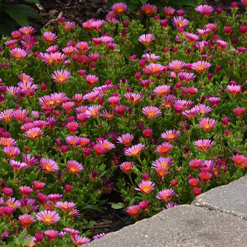 Ocean Sunset™ Orange Glow Ice Plant