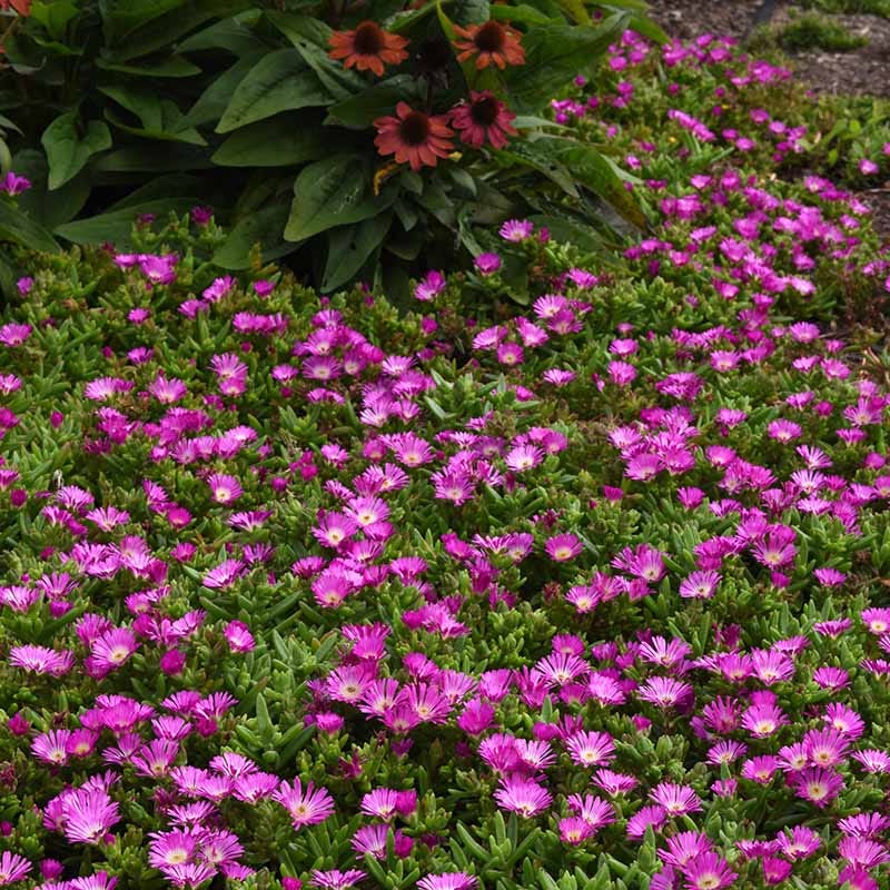 purple succulent ground cover Ocean Sunset Violet Flare Ice Plant | Pink/Purple | Plant