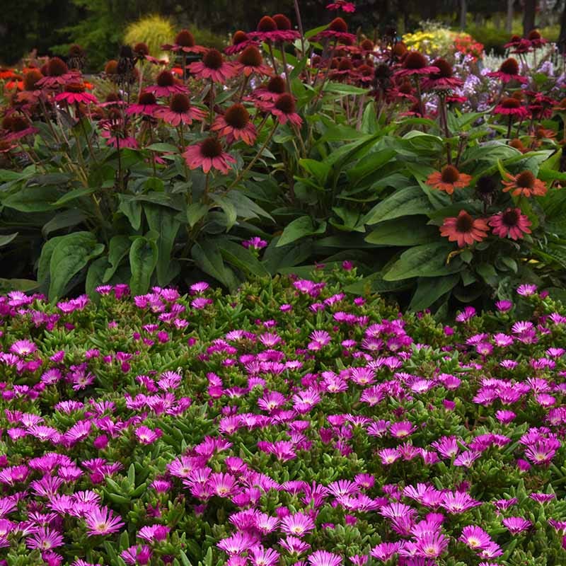 purple ice plant succulent Ocean Sunset Violet Flare Ice Plant | Pink/Purple | Plant