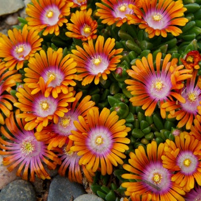 Fire Spinner® Ice Plant
