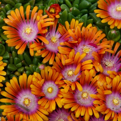 Fire Spinner® Ice Plant
