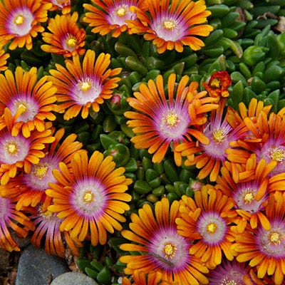 Fire Spinner® Ice Plant