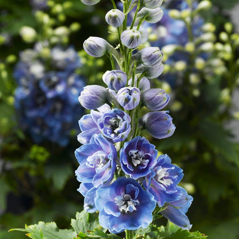 Delphina™ Light Blue White Bee Delphinium