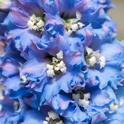 Delphina™ Light Blue White Bee Delphinium