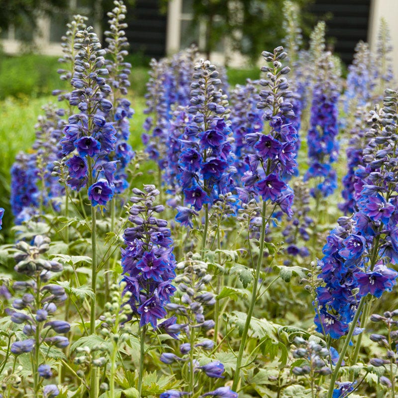 Guardian Blue Delphinium