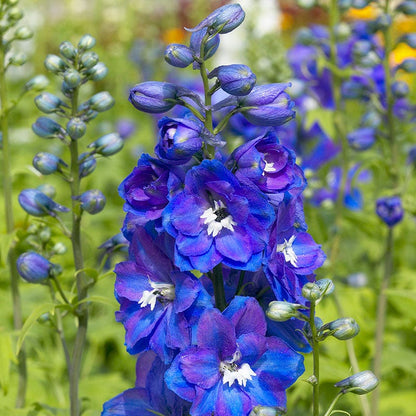 Guardian Blue Delphinium