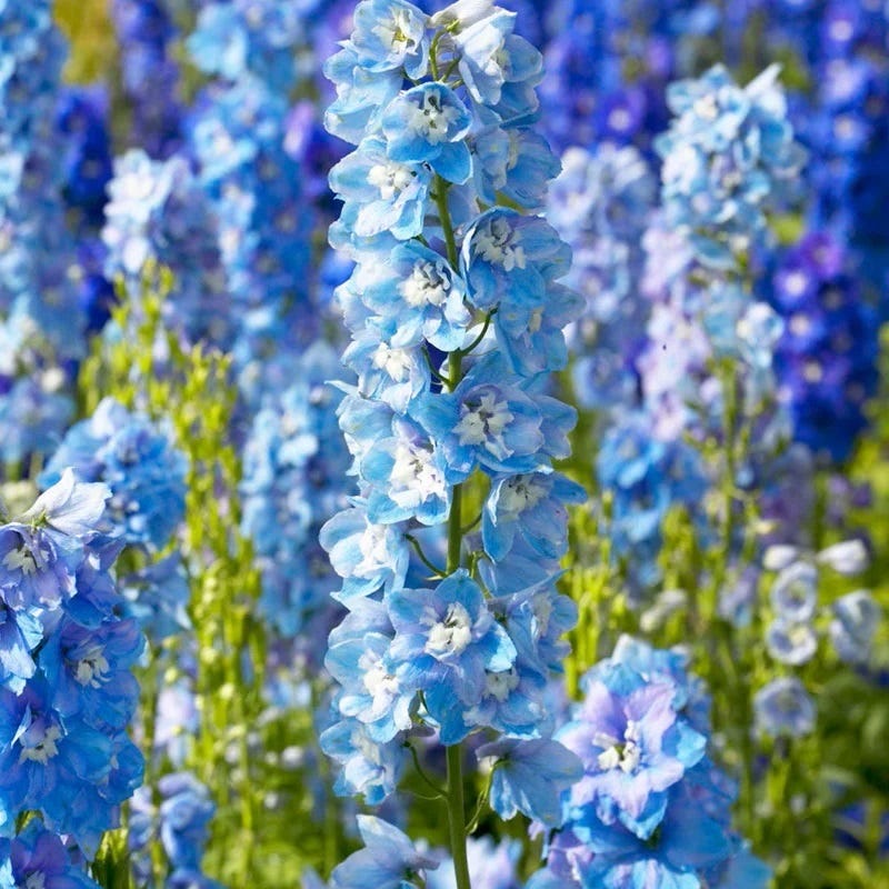 Colorful Cutting Garden Plant Collection