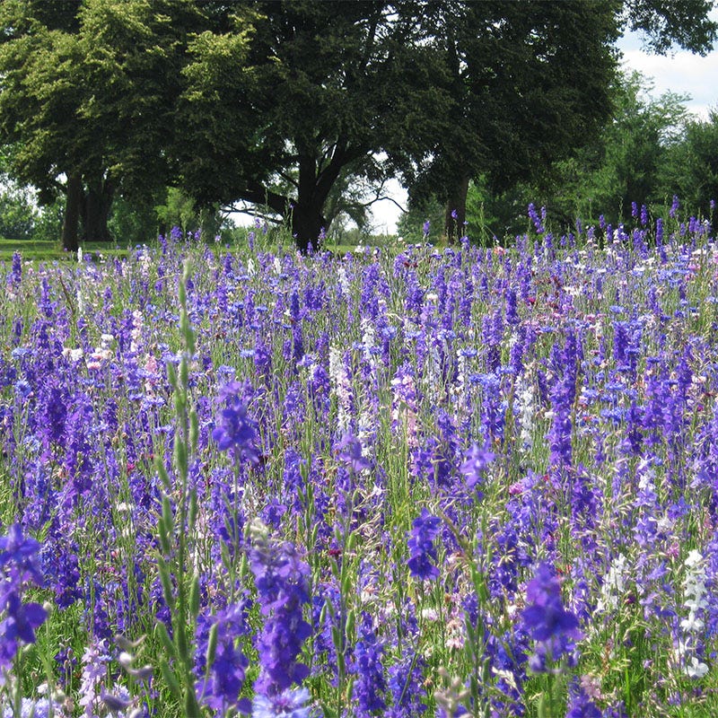 Rocket Larkspur Seeds