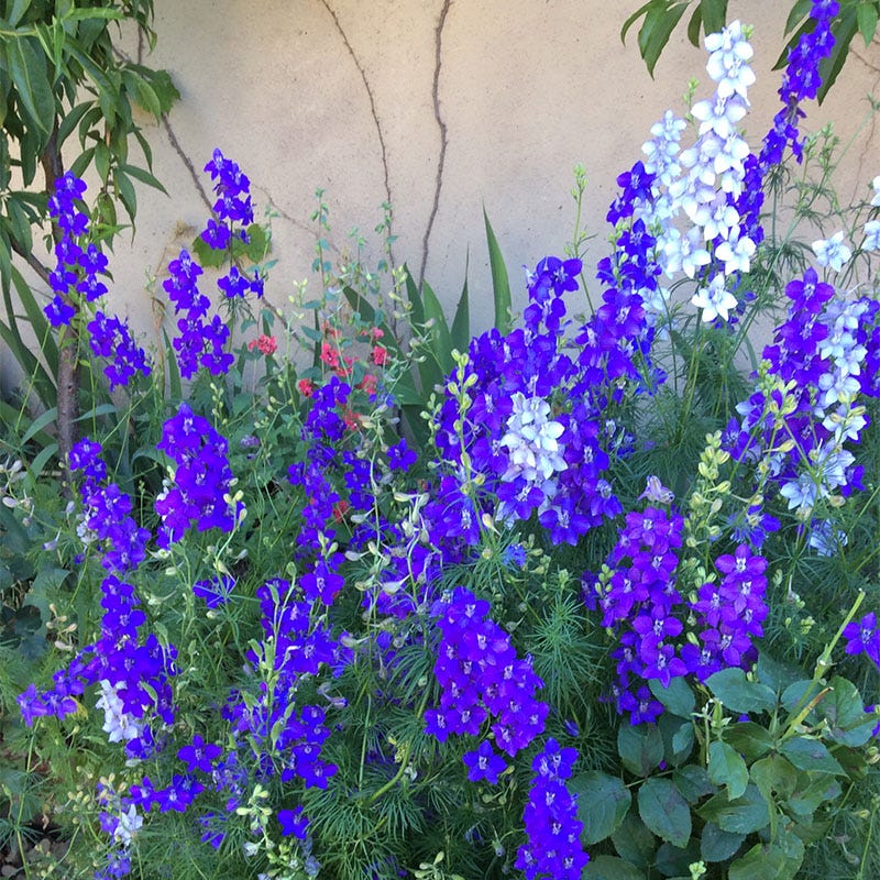 Rocket Larkspur Seeds