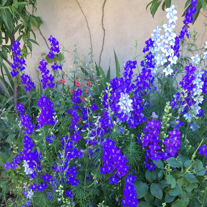 Rocket Larkspur Seeds