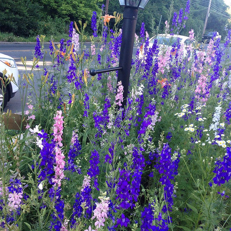 Delphinium Pixie Rockets Rocket Larkspur Seeds, Delphinium consolida | American Meadows