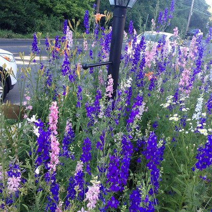 Rocket Larkspur Seeds