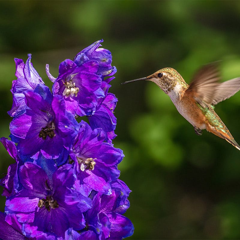 Hummingbird Nectar Wildflower Seed Mix