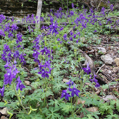 Dwarf Larkspur