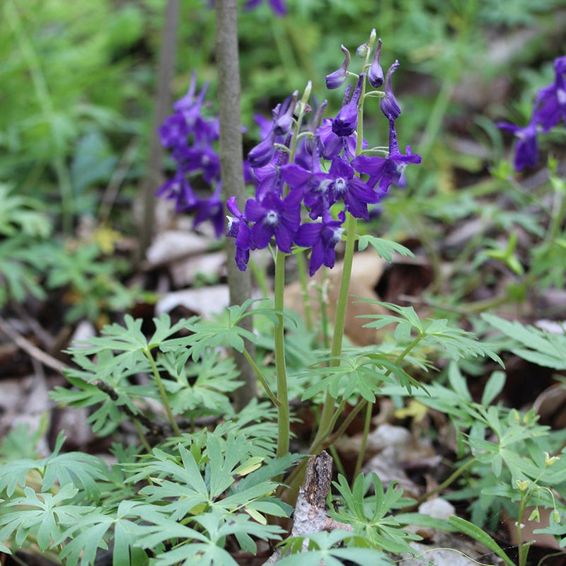 Dwarf Larkspur
