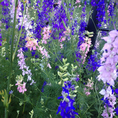 Red Poppy & Rocket Larkspur Seed Combo