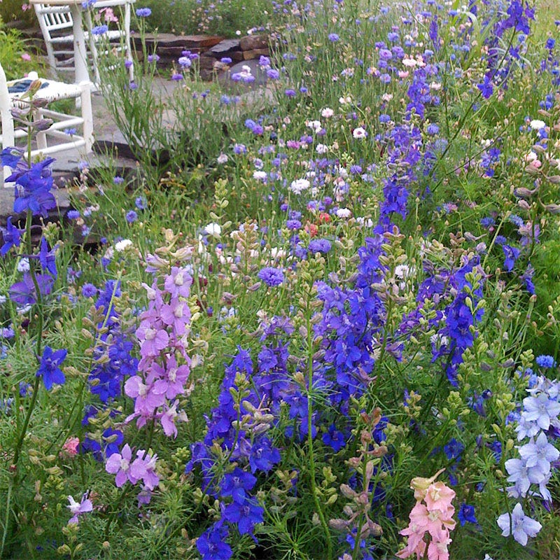 Rocket Larkspur Seeds
