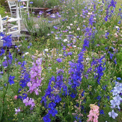 Rocket Larkspur Seeds