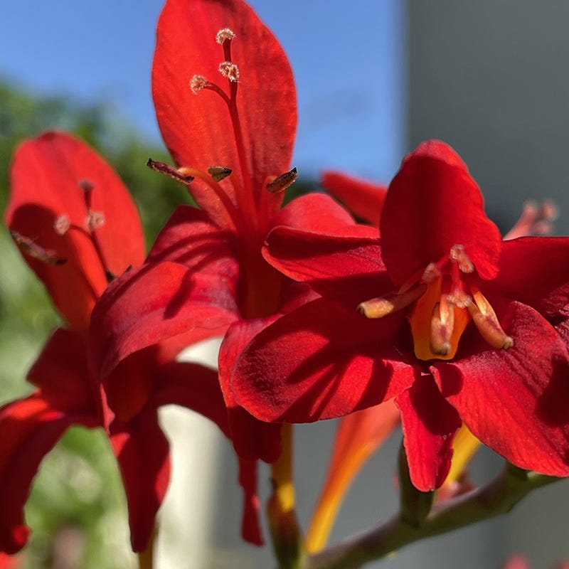 Diablito Crocosmia
