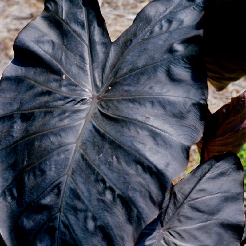 Pink Elephant Tropical Bulb Collection