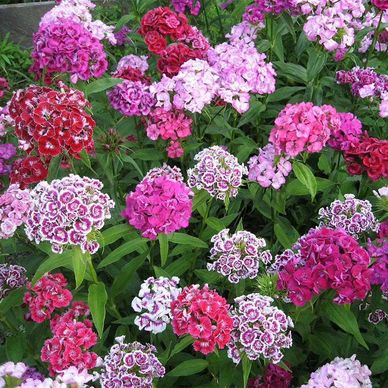 shade flower seed Shade Wildflower Seed Collection