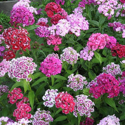 Shade Wildflower Seed Collection