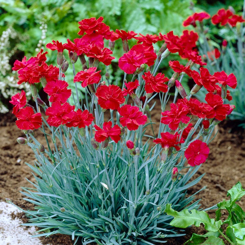 Fire Star Dianthus