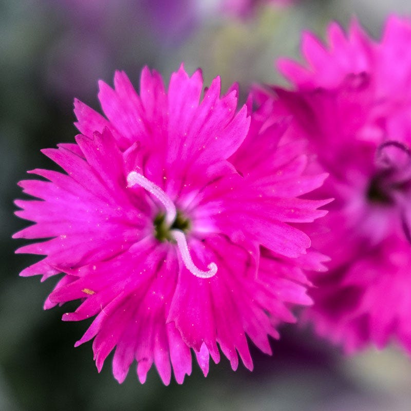 American Meadows Firewitch Dianthus