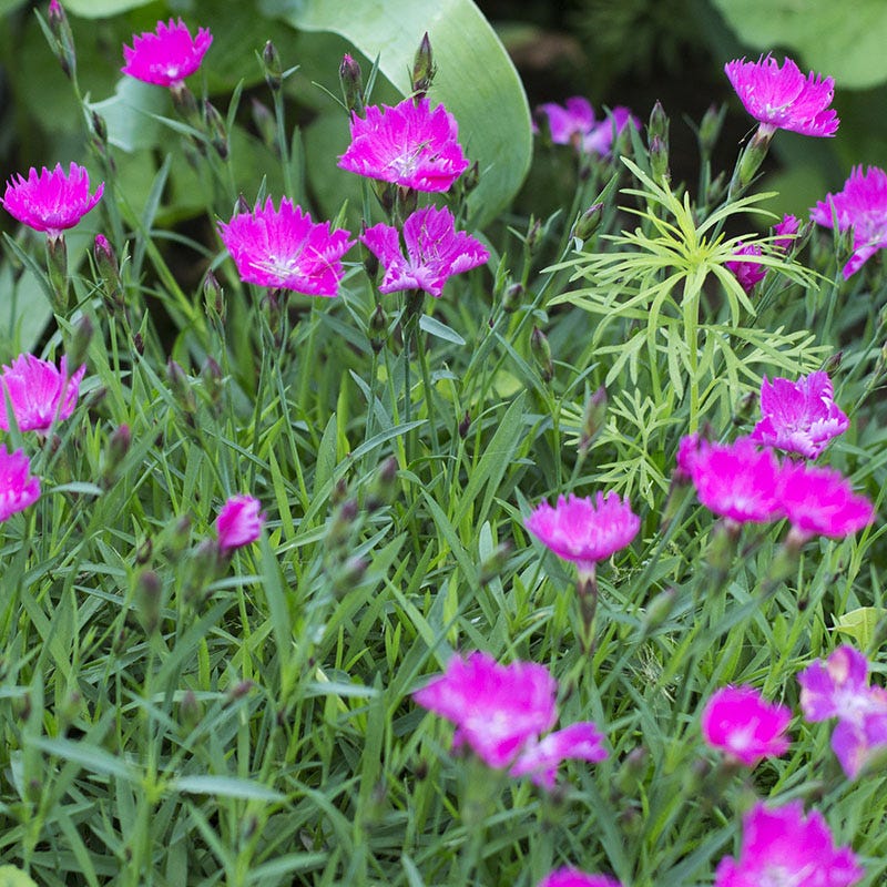 American Meadows Firewitch Dianthus - Thumbnail 3