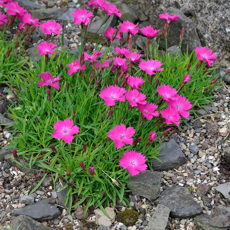 Kahori® Dianthus