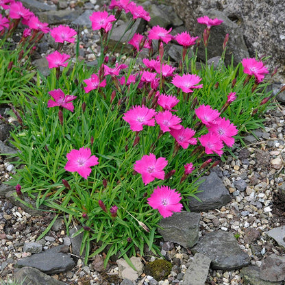 Kahori® Dianthus