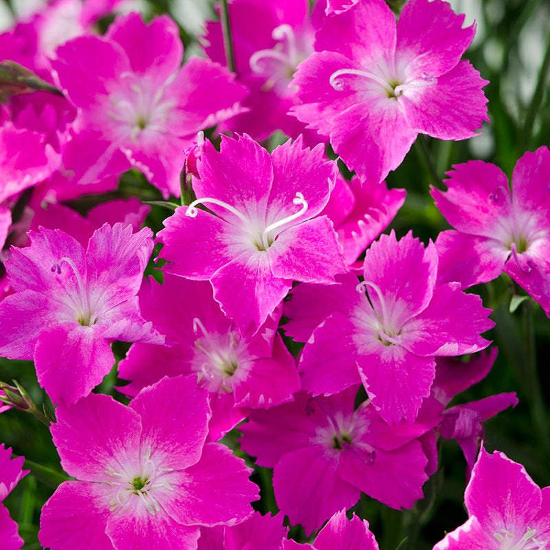 Kahori® Dianthus