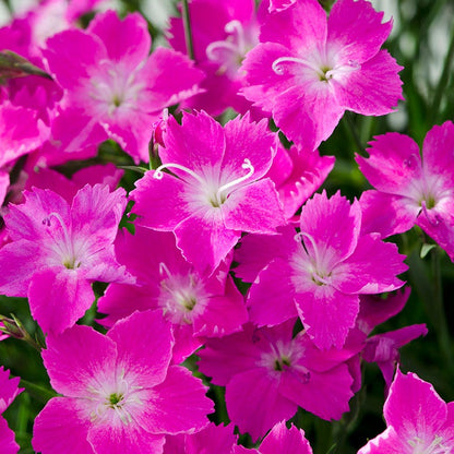 Kahori® Dianthus