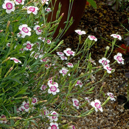 Arctic Fire Dianthus